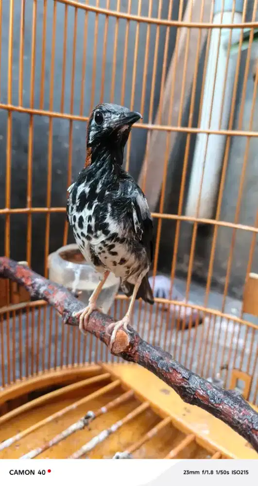 Burung anis kembang jantan gacor