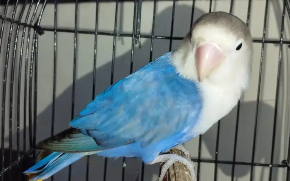 Lovebird paud mangsi spangle