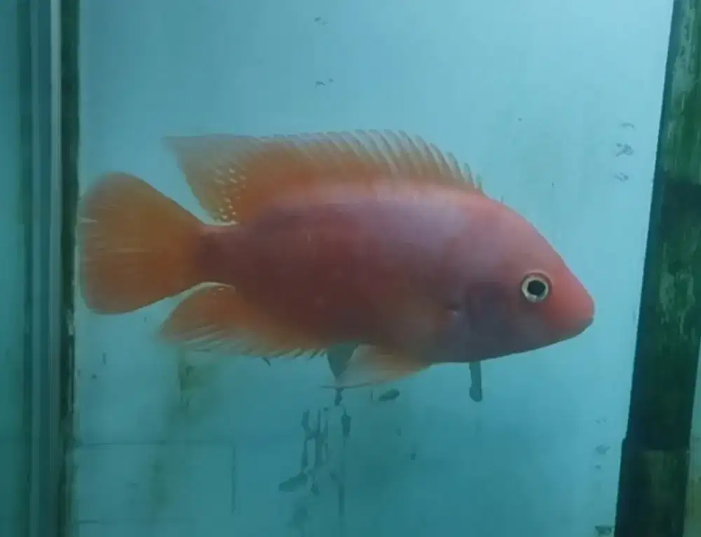 Ikan red monkey