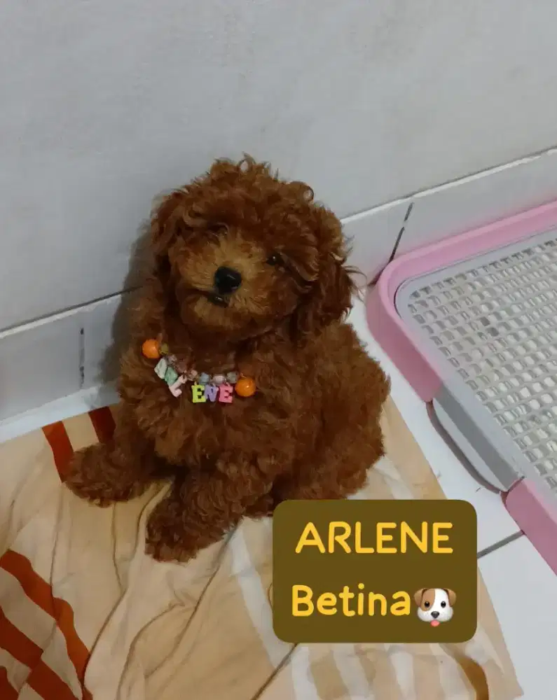 red toypoodle female