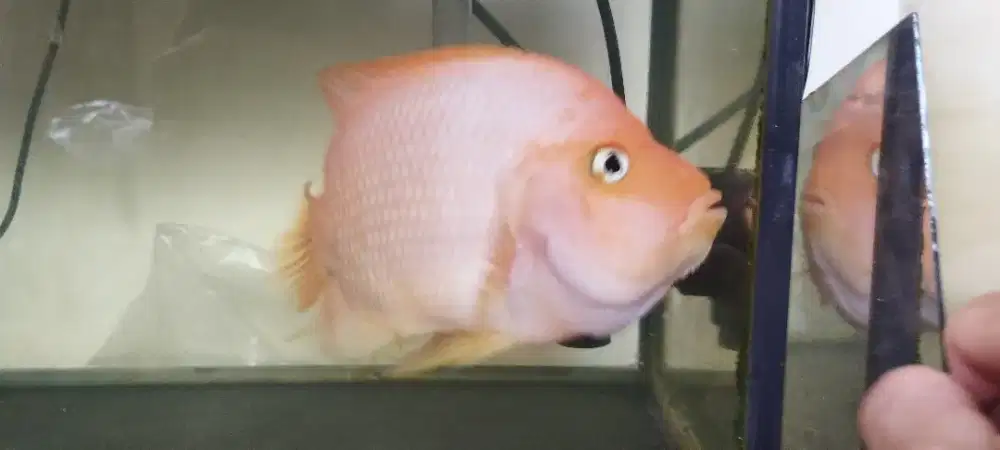Ikan Kingkong perot
