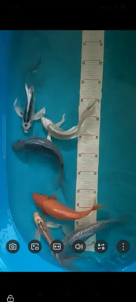 Koi mix ukur 20-25cm