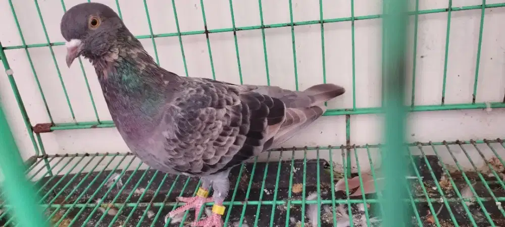 Burung dara cewean