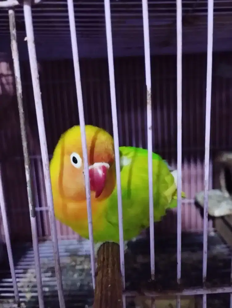 Lovebird pasjo betina