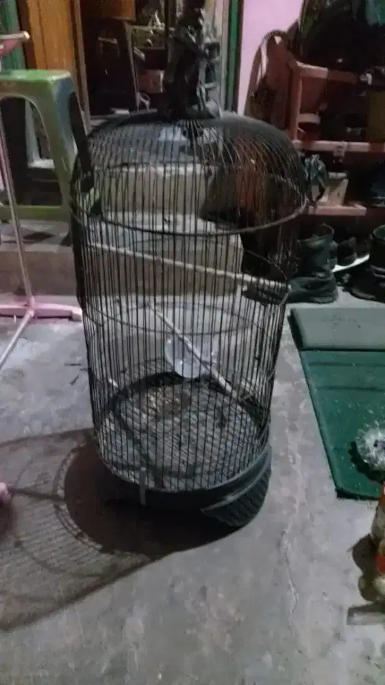Jual kandang love bird