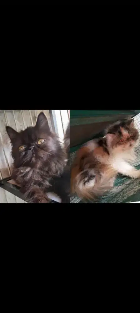 Kucing peaknose ada jantan dan betina