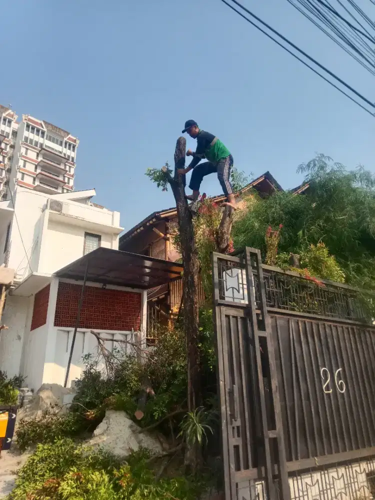 Jasa tebang pohon