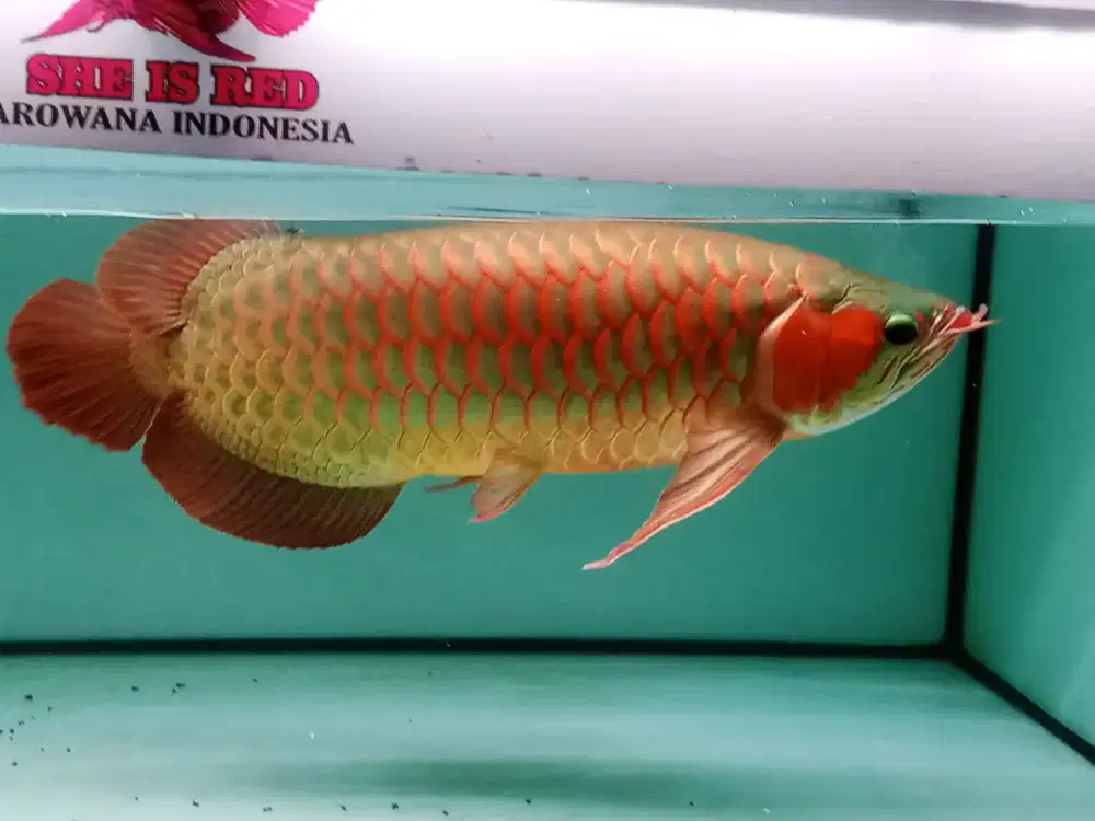 Arwana super red