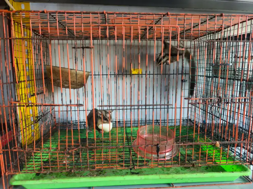 Sugar glider sepasang siap ternak tinggal lanjutin