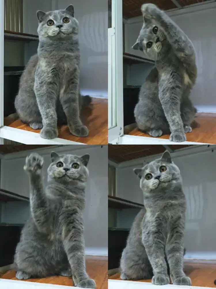 Kucing Scottish Fold