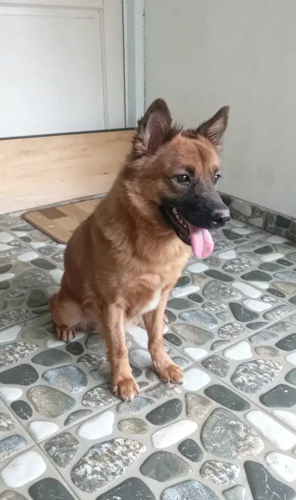 Anjing lokal dan mix maltis + poodle