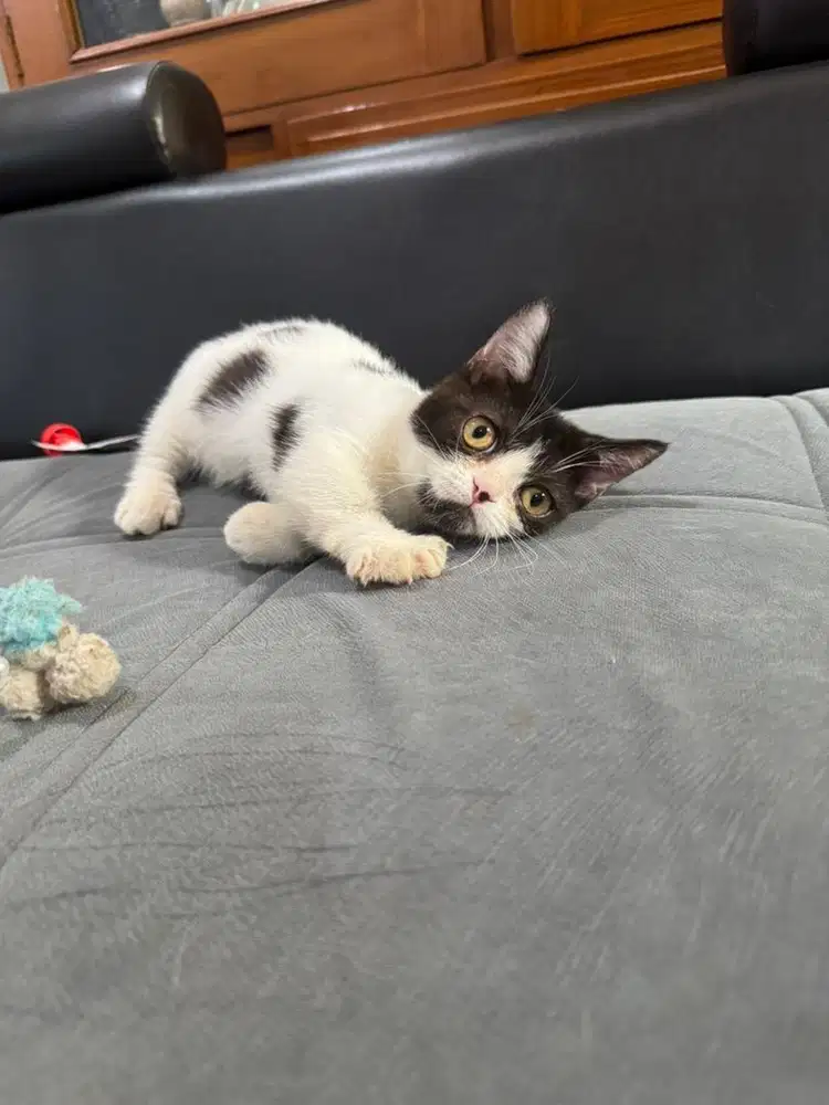 Kucing Munchkin Kitten Betina umur 3 bulan