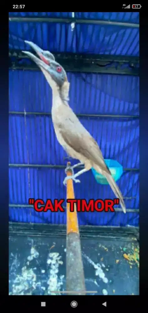 Burung gagah harian rajin