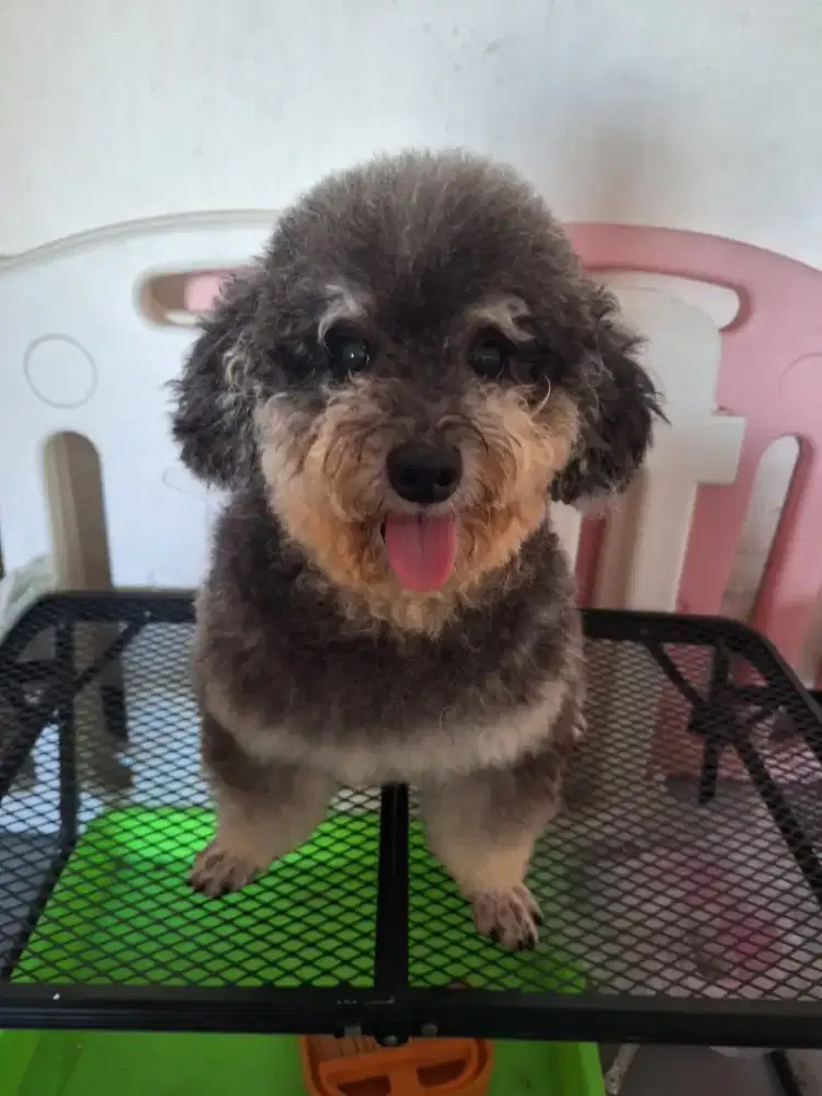 Toy poodle pendek stb vaksin warna bagus