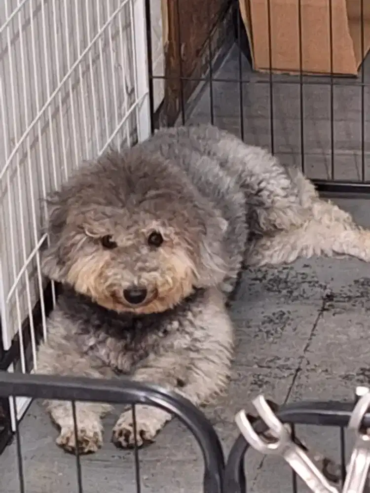 Poodle miniatur betina silver