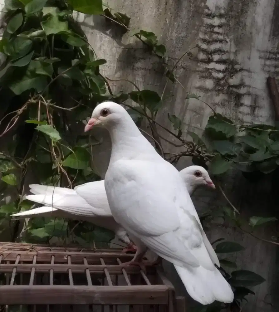 Merpati putih untuk selametan, wedding, mantenan