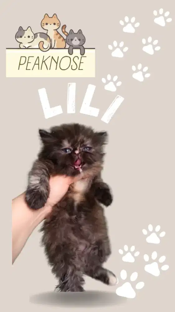 Kucing Ras Peaknose