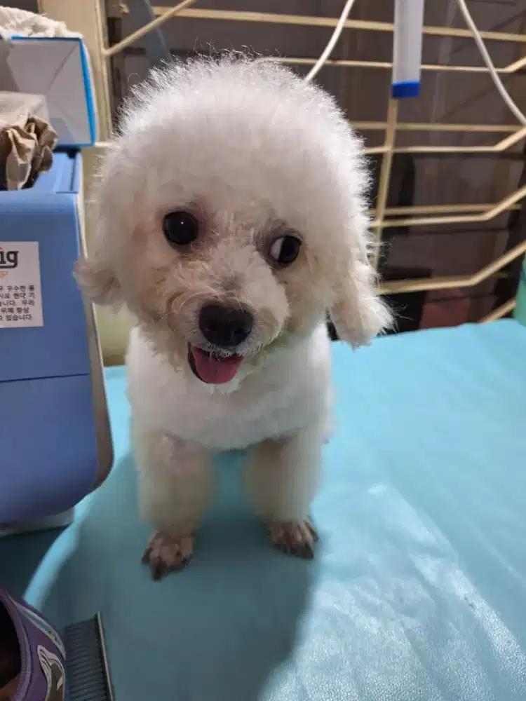 Bichon betina stb turunan import korea