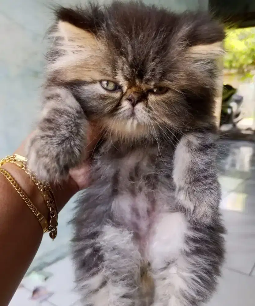 Kucing persia peaknose marbel