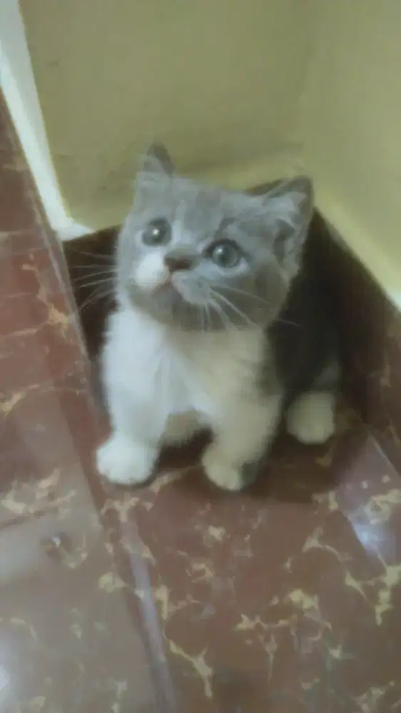 Munchkin betina