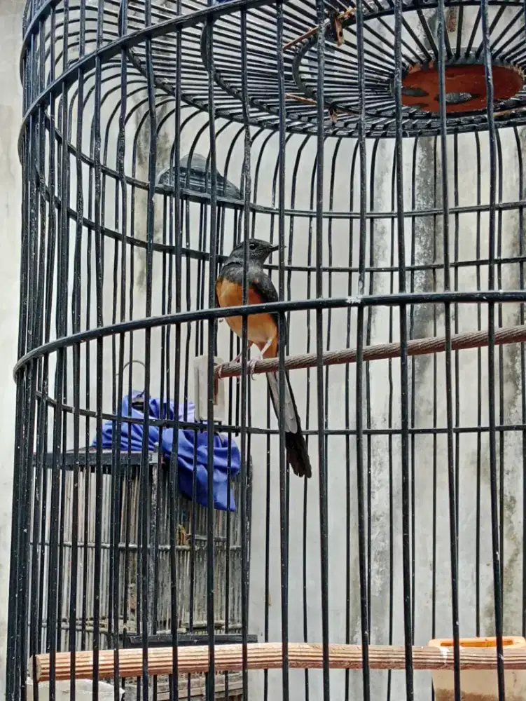 Burung murai betina pastol pe 14cm