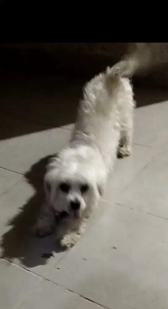 Anjing Maltese pure jantan