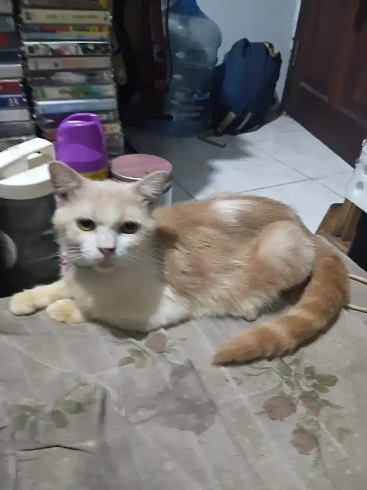 Kucing  Cameo Red Smoke Tabby