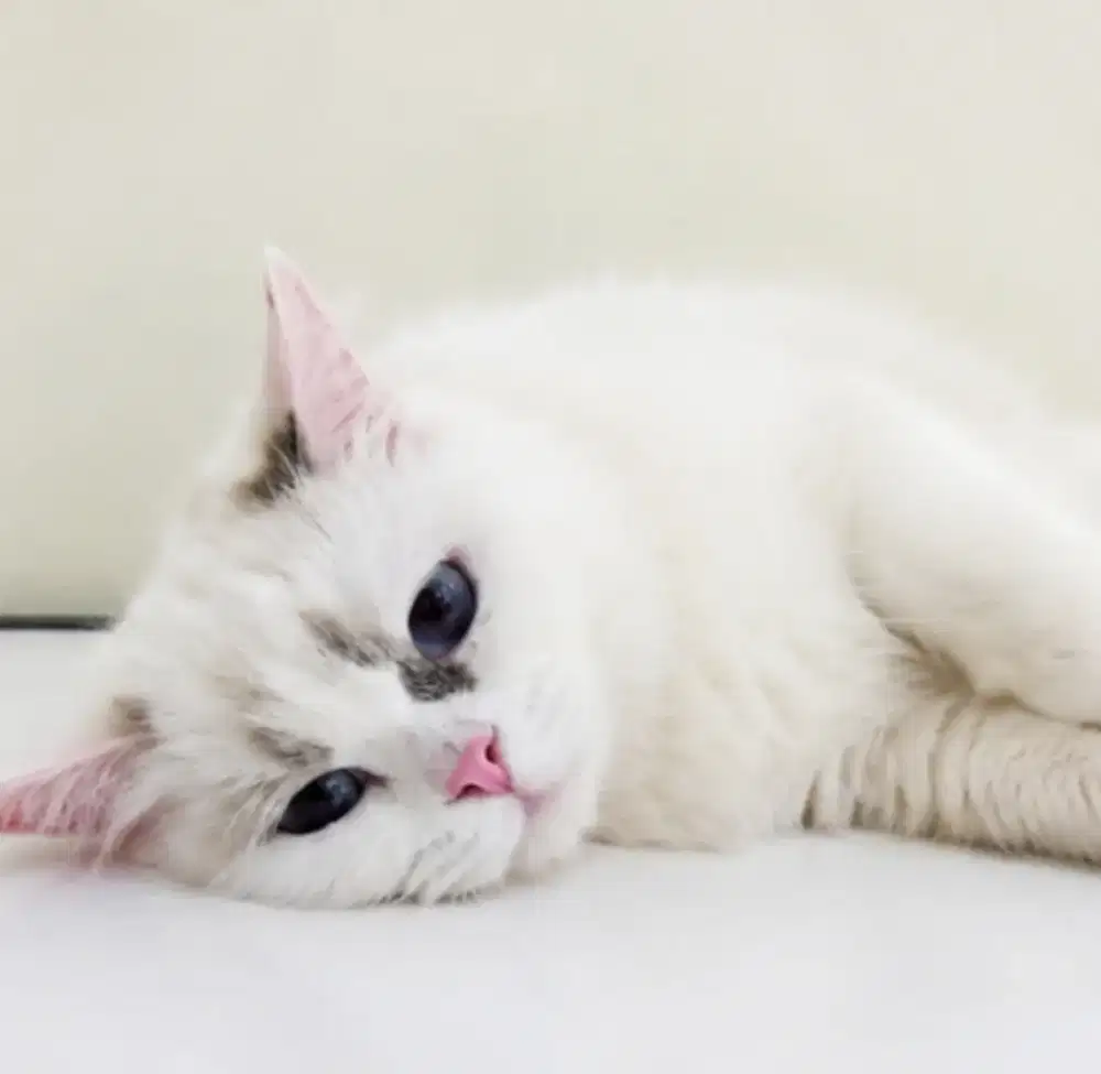 Ragdoll betina 5 bulan