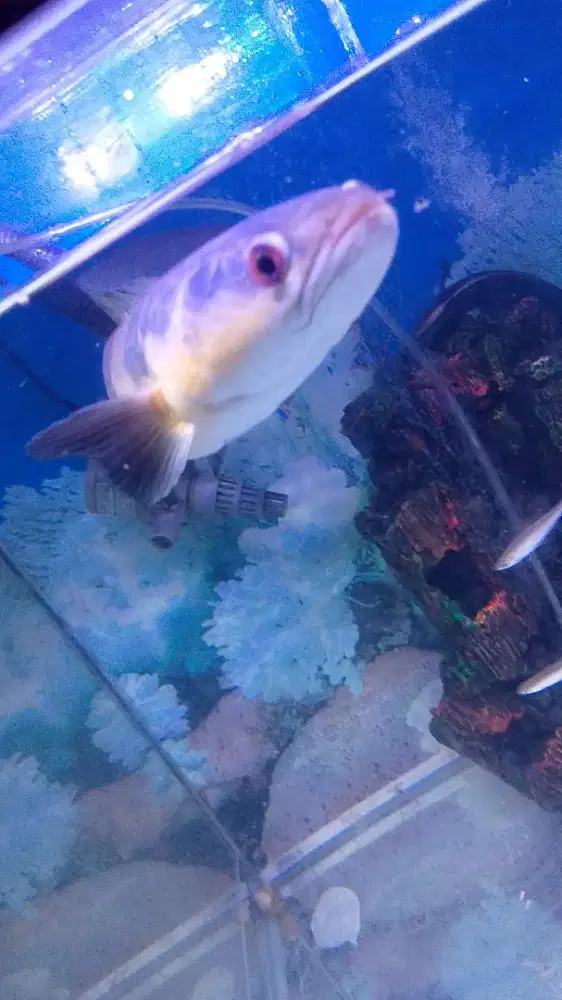 Juwal ikan canah maru