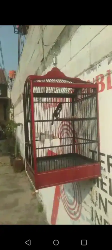 Jual burung kacerr gacorr poci