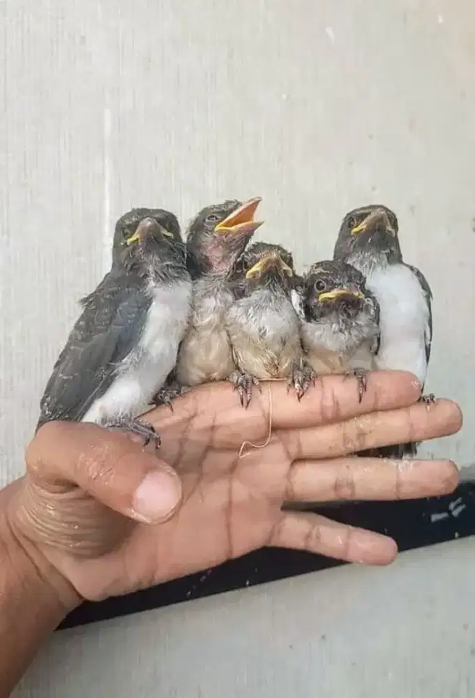 Anakan Lovebird dan kekep