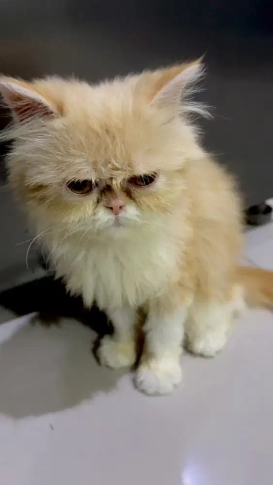 Persia peaknose BETINA 6bln