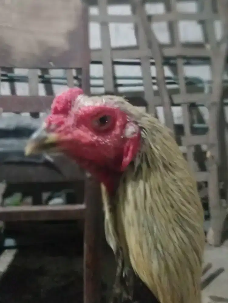 Ayam pama gostan