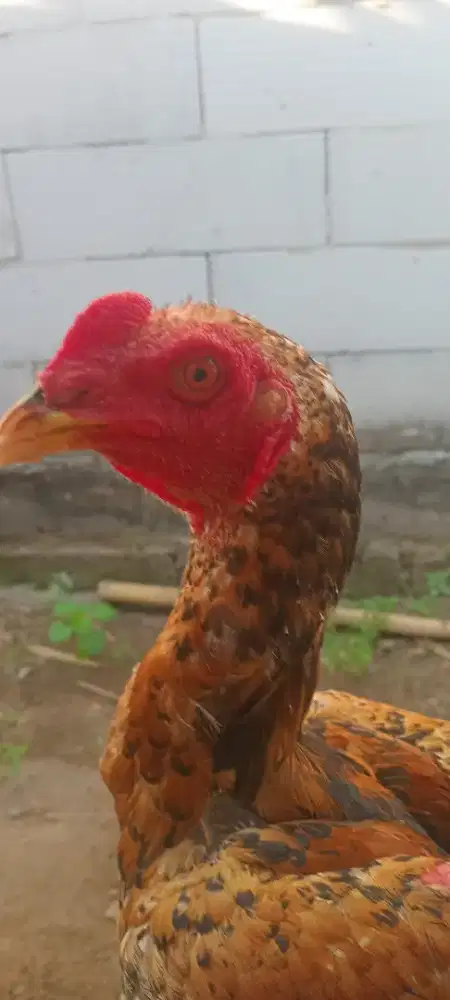 Ayam birma speck