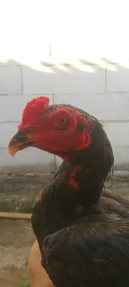 Ayam birma speed