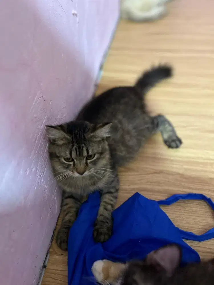Kucing anggora mix ragdoll