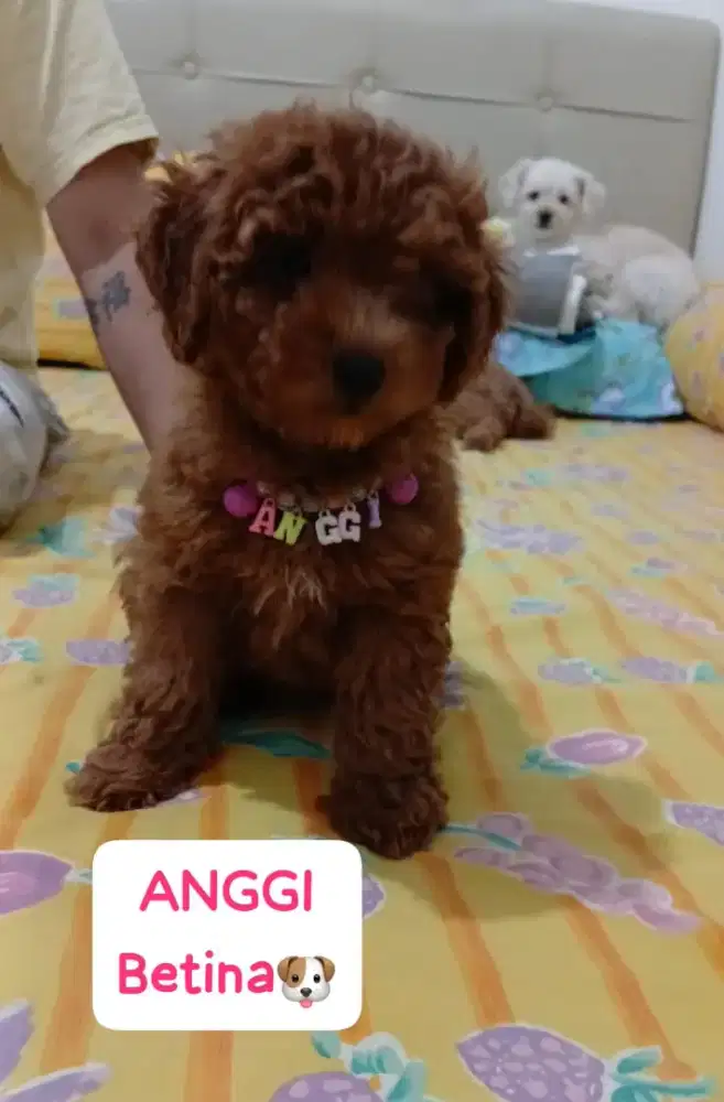 red toy poodle female