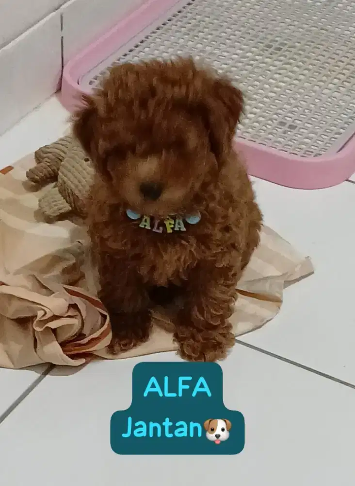 red toy poodle male