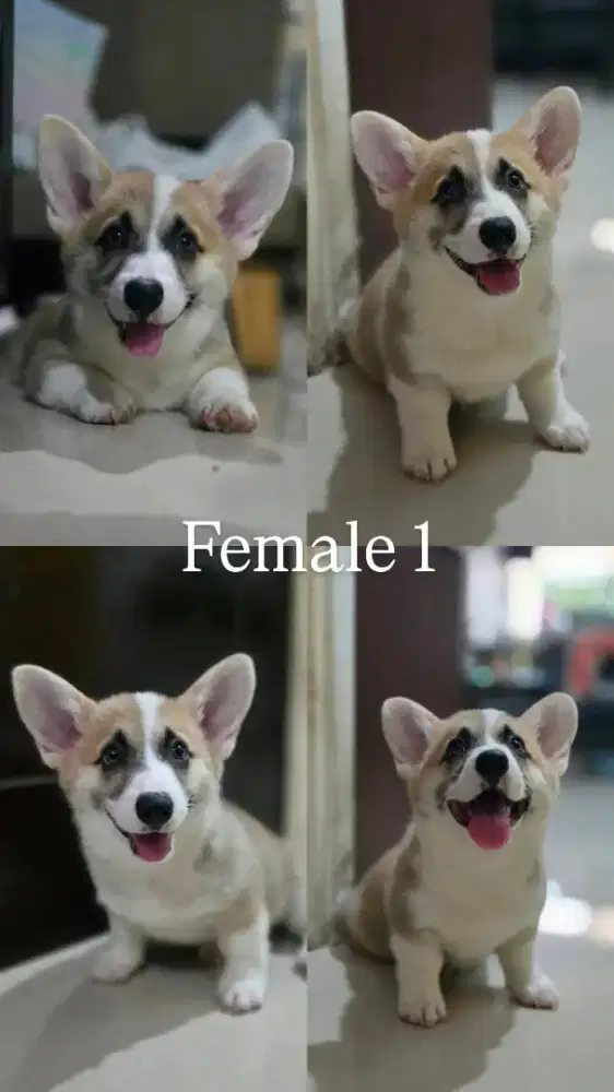 Jual anakan Corgi betina