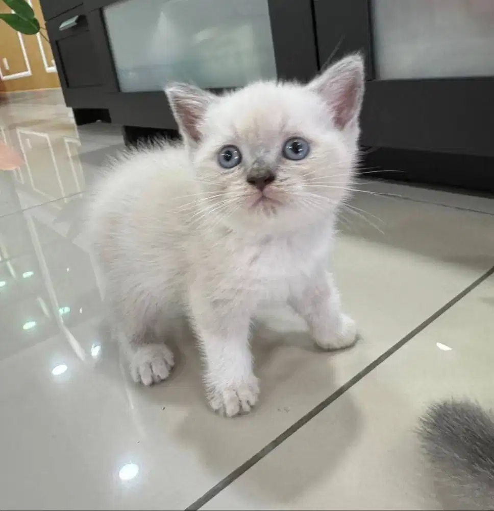 Jual berbagai jenis kucing