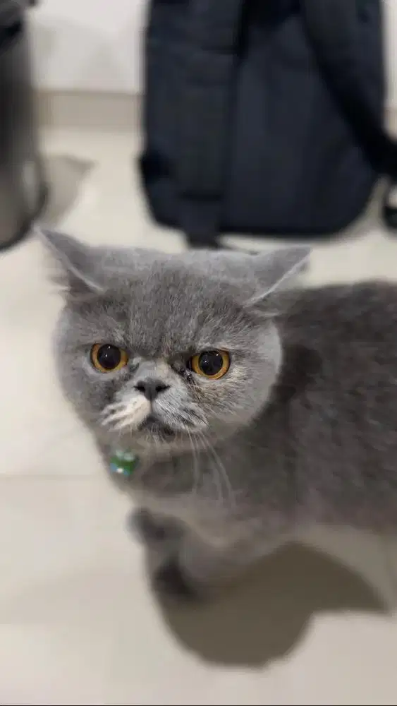 Kucing British Shorthair