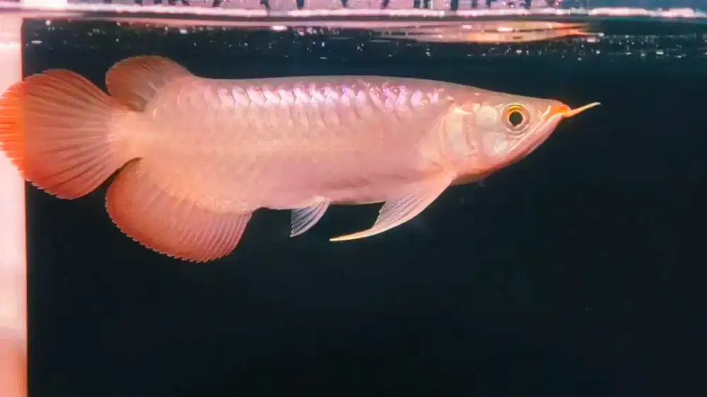 Arwana Arowana super red -+26-27cm ekor lebar