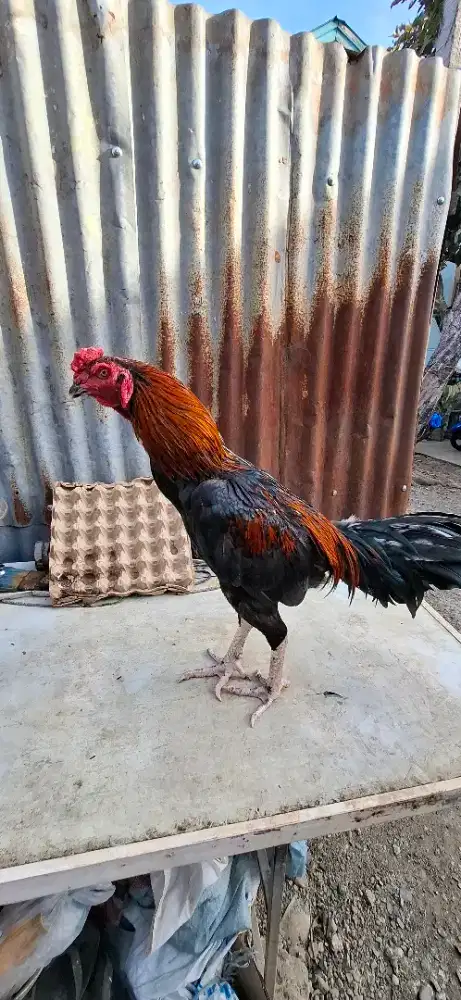 Ayam mangon muda