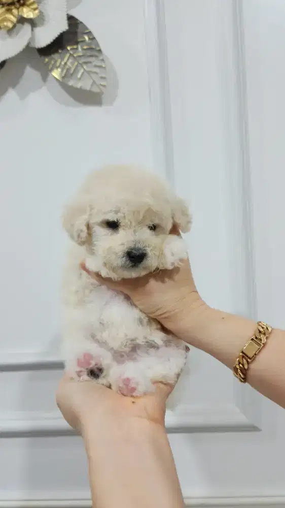 Anakan Poodle Murahh