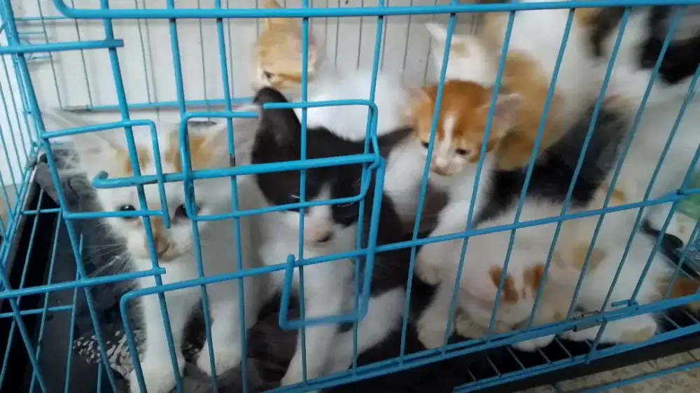 Anak kucing kitten