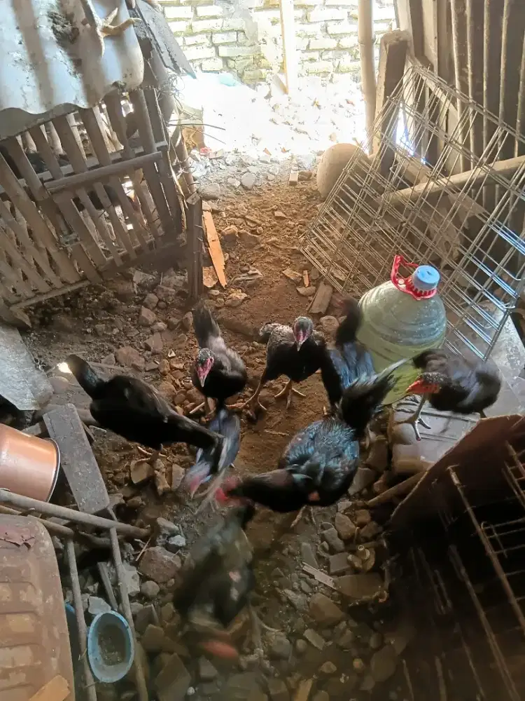 Jual ayam bangkok borongan murah