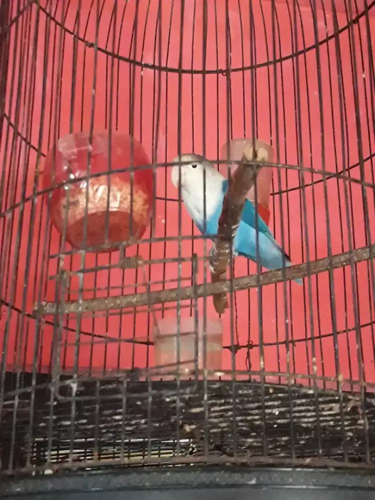 Lovebird biru mulus aktip bunyi
