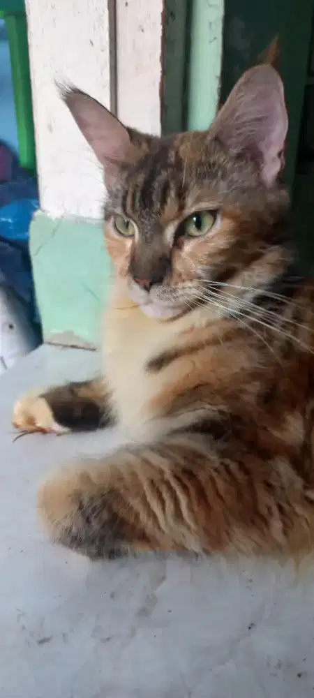 Mainecoon betina 1 tahun proven 1x