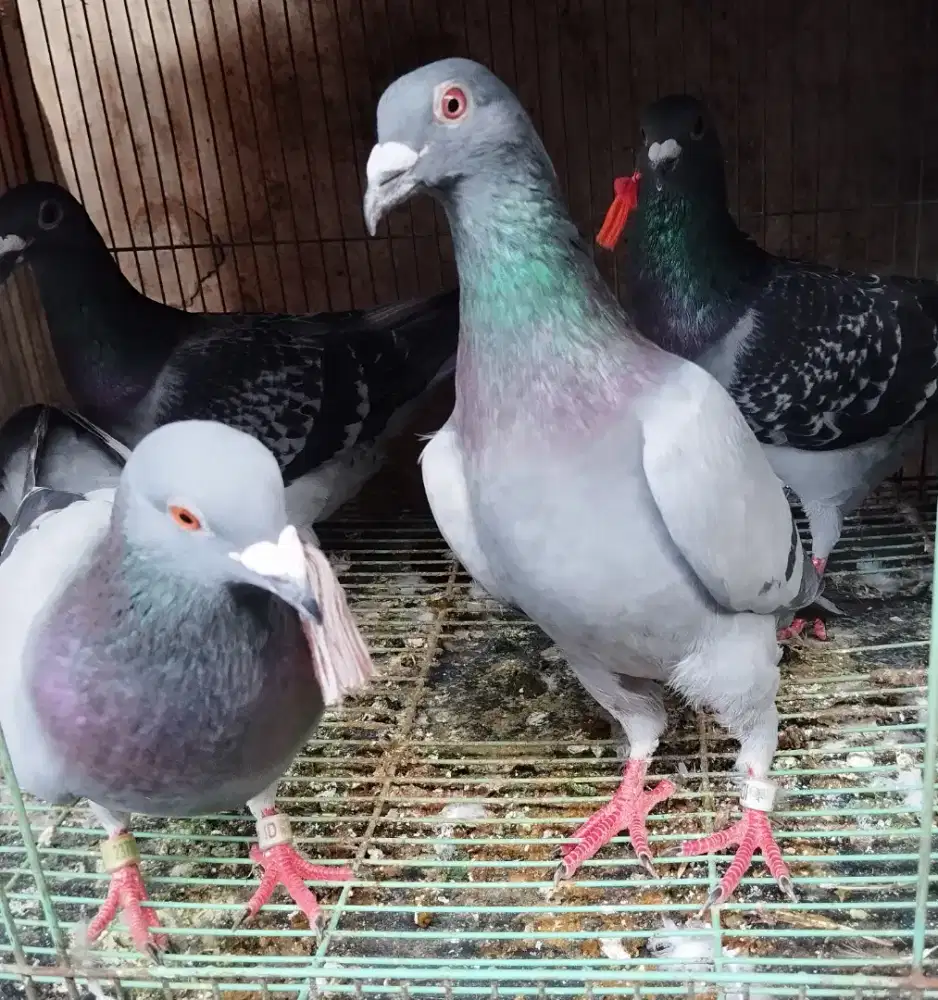Merpati pos indukan