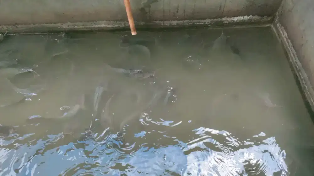 Ikan Lele Segar